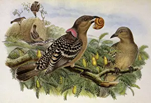 Bower: Spotted Bower-Bird, Chlamydera maculata