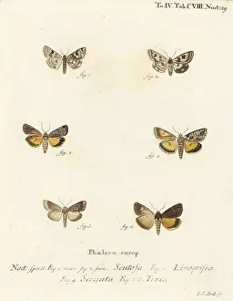 Spangled: Spotted clover, Guernsey underwing, straw underwing, etc