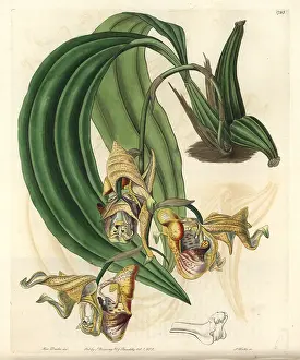 Maculata: Spotted coryanthes orchid, Coryanthes maculata