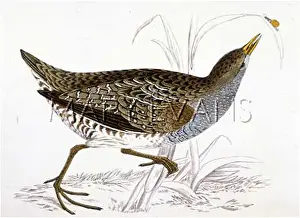 Crake: SPOTTED CRAKE