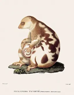 Marsupial: Spotted Cuscus
