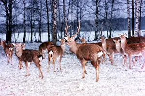 Adjacent: Spotted deer, 1995