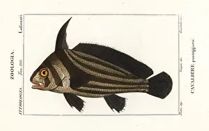 Vulgare: Spotted drum, Equetus punctatus