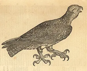 Wechel: Spotted eagle, Clanga clanga