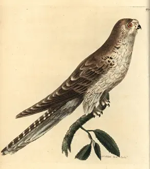 Bubo: Spotted eagle-owl, Bubo africanus