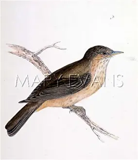 Muscicapa: SPOTTED FLYCATCHER