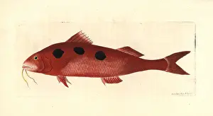 Maculatus: Spotted goatfish, Pseudupeneus maculatus