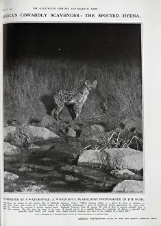 Scavengers: Spotted Hyena