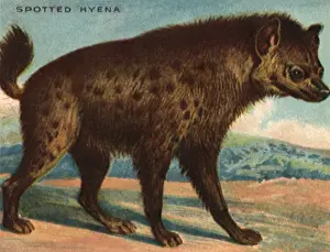 Prairie: Spotted Hyena
