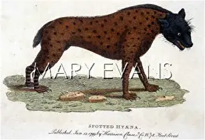 Hyenas: SPOTTED HYENA