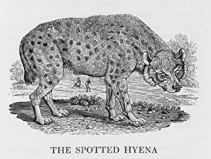 Hideous: SPOTTED HYENA (BEWICK)