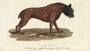 Hyena: Spotted hyena, Crocuta crocuta