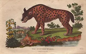 Siblys: Spotted hyena, Crocuta crocuta
