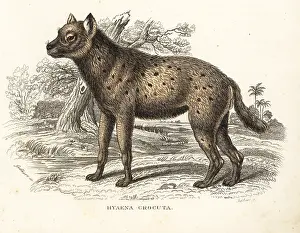 Hyena: Spotted hyena, Crocuta crocuta