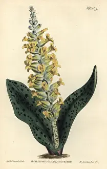 Lachenalia: Spotted leaved orchis-like lachenalia, Lachenalia orchioides