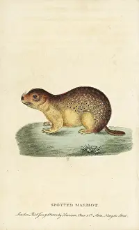 Marmot: Spotted marmot, Spermophilus suslicus