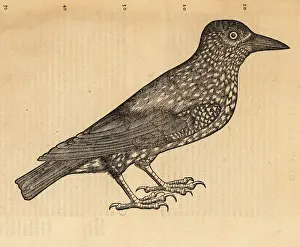 Xylograph: Spotted nutcracker or Eurasian nutcracker, Nucifraga