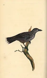 Nucifraga: Spotted nutcracker, Nucifraga caryocatactes