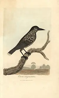Nucifraga: Spotted nutcracker, Nucifraga caryocatactes