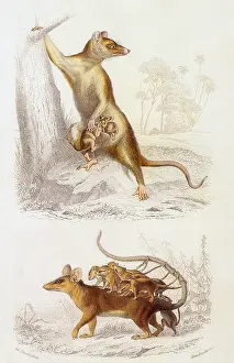 Opossum: Four Spotted Opossum, Tiny Opossum