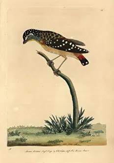 Punctatus: Spotted pardalote, Pardalotus punctatus