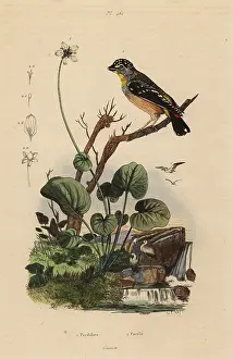 Punctatus: Spotted pardalote, Pardalotus punctatus