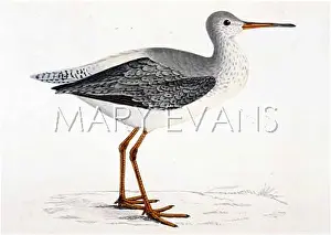 Fuscus: SPOTTED REDSHANK (MORRIS
