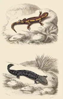 Maculosa: Spotted Salamander and Hellbender
