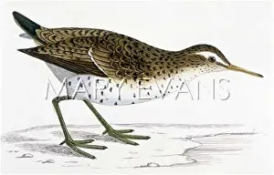 Totanus: SPOTTED SANDPIPER