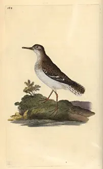 Sandpiper: Spotted sandpiper, Actitis macularia