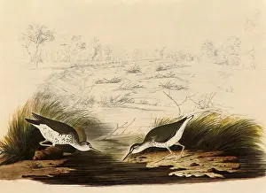 Sandpiper: Spotted Sandpiper, Actitis macularia