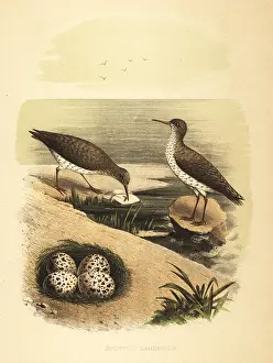 Passerina: Spotted sandpiper, Actitis macularius