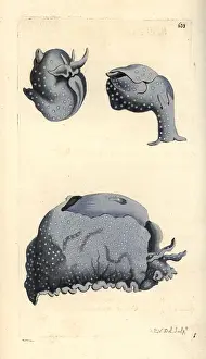 Punctata: Spotted sea hare, Aplysia punctata