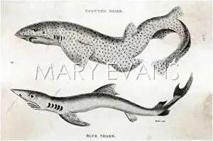 Primative: SPOTTED SHARK/1804