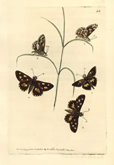 Ornata: Spotted skipper and painted skipper
