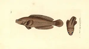 Naturalists: Spotted snakehead, Channa punctata