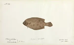 Ray Finned: Spotted sole illustration