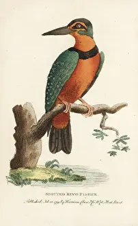 Alcedo: Spotted or Surinam kingfisher, Alcedo paradisea-
