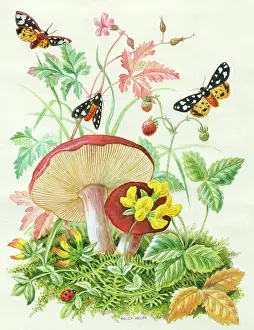 Trefoil: Spotted tiger moths, wild strawberry, etc