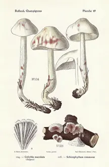 Bessin: Spotted toughshank and split gill mushroom