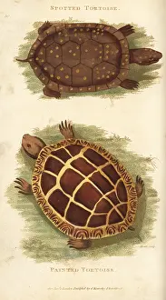 Picta: Spotted turtle and painted turtle
