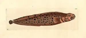 Wolffish: Spotted wolffish, Anarhichas minor