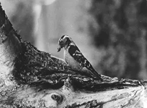 Woodpeckers: SPOTTED WOODPECKER