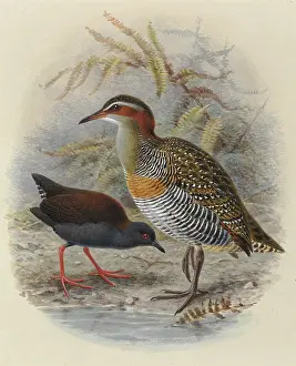 Buller: Spottless Crake and Bandd Rail