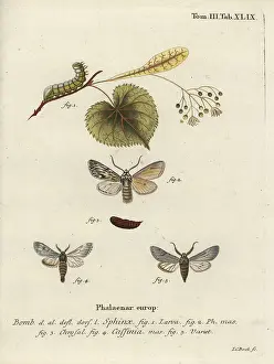 Chrysalis: Sprawler moth, Asteroscopus sphinx