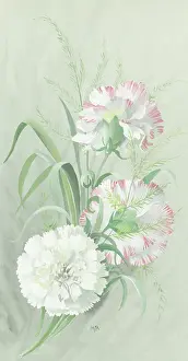 Carnations: Spray of three carnations