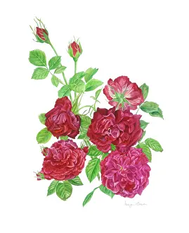 Crimson: Spray of Crimson Roses