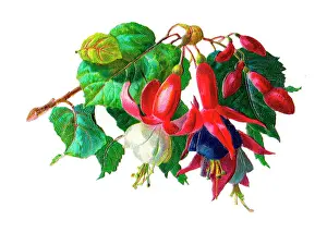 Fuchsia: Spray of fuchsia on a Victorian scrap