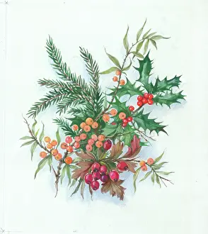 Haws: Spray of Holly, Haws and other berries