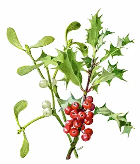 Tringham: Spray of Holly and Mistletoe